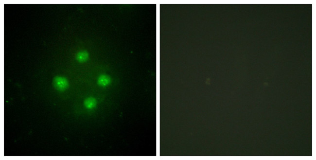 THRAP4 Antibody in Immunocytochemistry (ICC/IF)