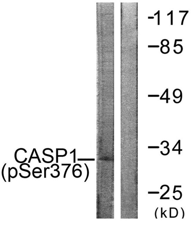 Phospho-Caspase 1 (Ser376) Antibody in Western Blot (WB)