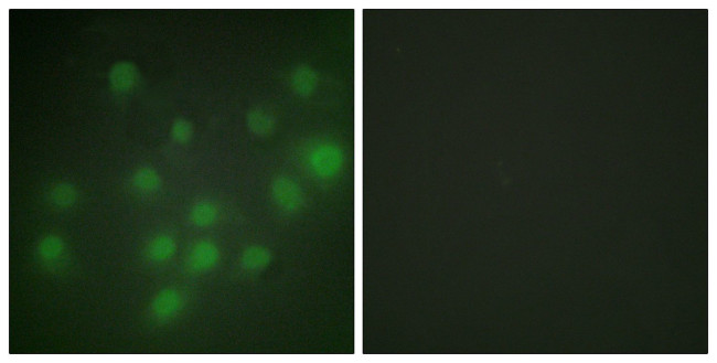 HKR1 Antibody in Immunocytochemistry (ICC/IF)