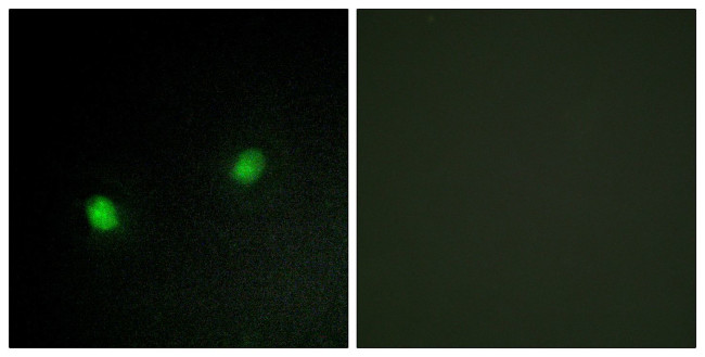 ZNF7 Antibody in Immunocytochemistry (ICC/IF)