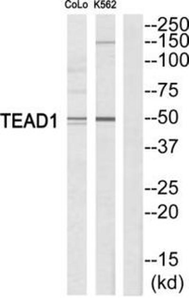 TEF1 Antibody in Western Blot (WB)