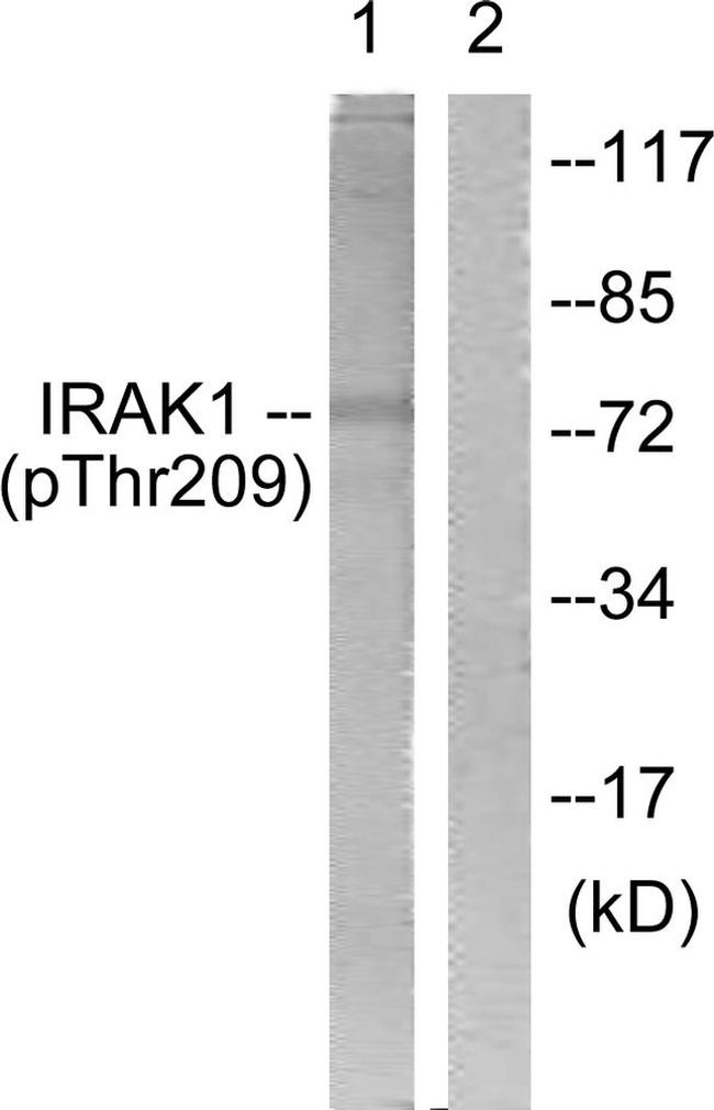 Phospho-IRAK1 (Thr209) Antibody in Western Blot (WB)