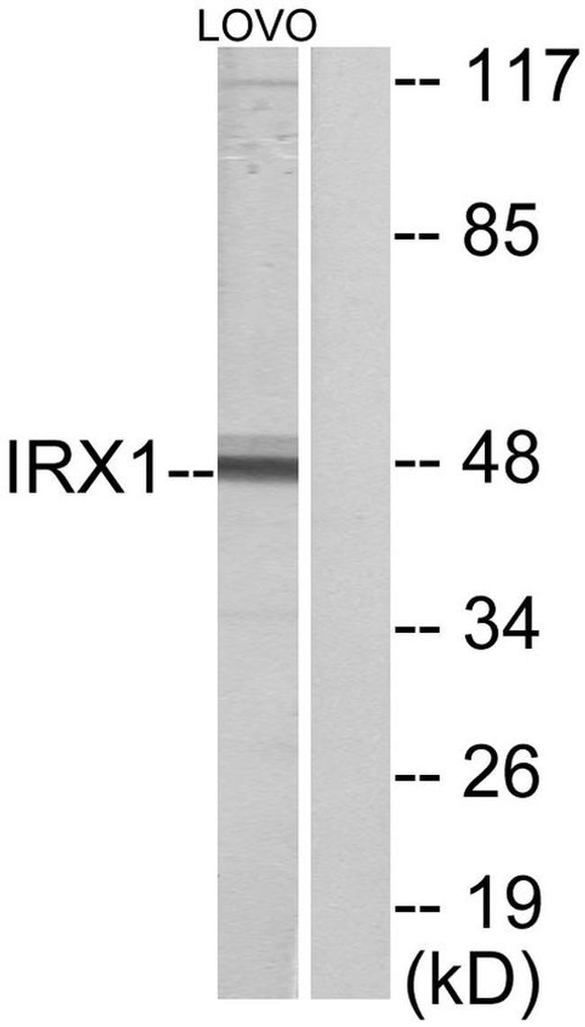 IRX1 Antibody in Western Blot (WB)