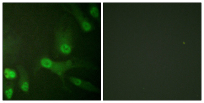 Phospho-KIF11 (Thr926) Antibody in Immunocytochemistry (ICC/IF)