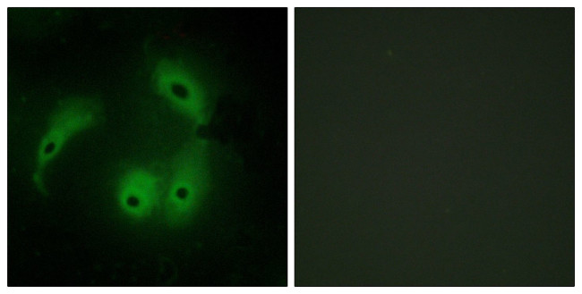 AKAP14 Antibody in Immunocytochemistry (ICC/IF)