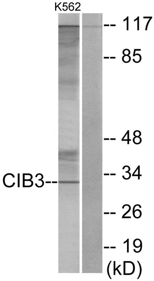 CIB3 Antibody in Western Blot (WB)