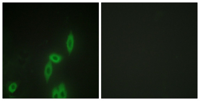 PCDH11Y Antibody in Immunocytochemistry (ICC/IF)