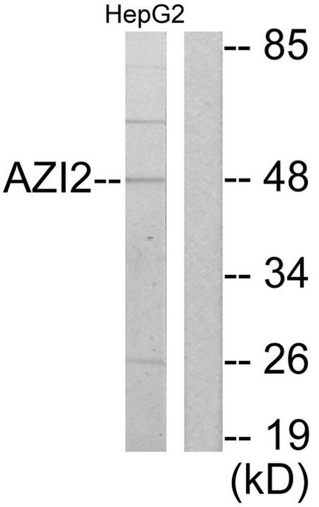 AZI2 Antibody in Western Blot (WB)