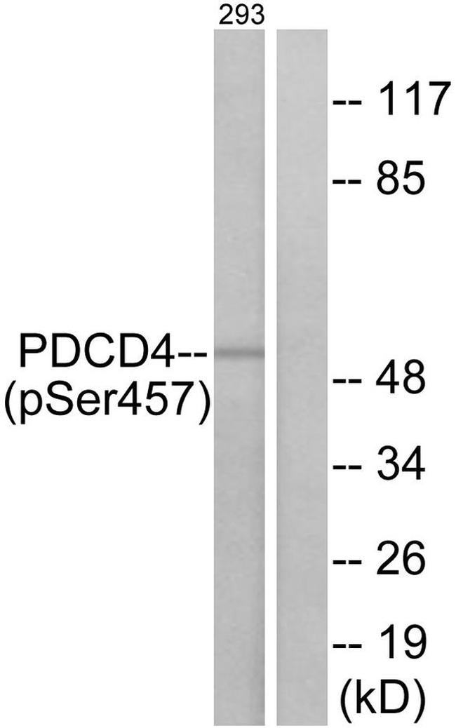 Phospho-PDCD4 (Ser457) Antibody in Western Blot (WB)