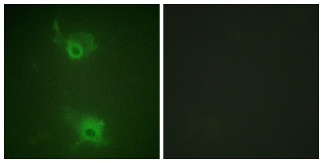 Phospho-S1P1 (Thr236) Antibody in Immunocytochemistry (ICC/IF)