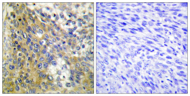 COL4A6 Antibody in Immunohistochemistry (Paraffin) (IHC (P))