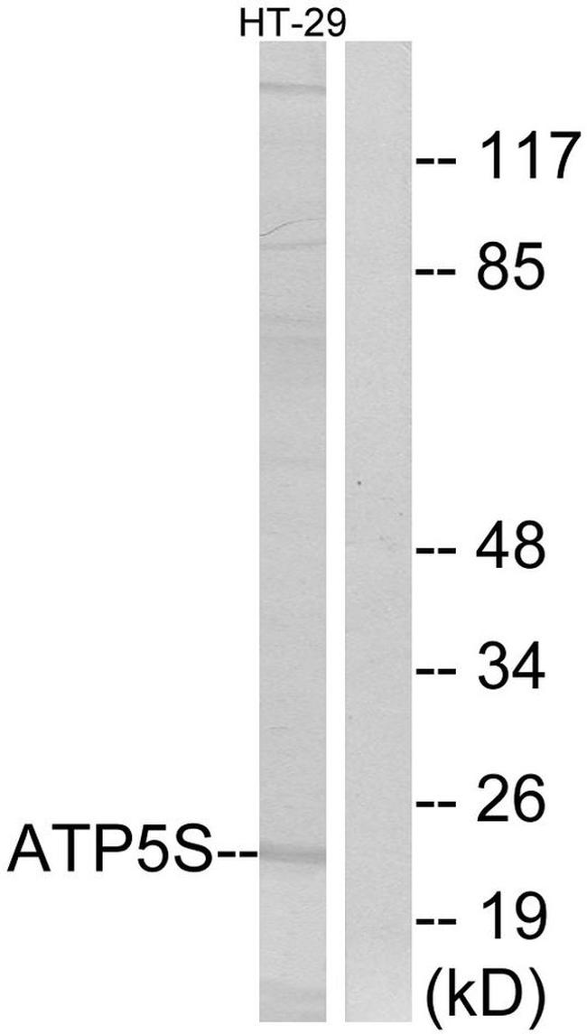 ATP5S Antibody in Western Blot (WB)