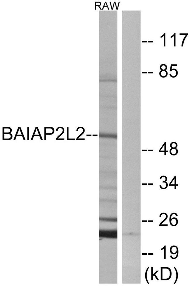 BAIAP2L2 Antibody in Western Blot (WB)