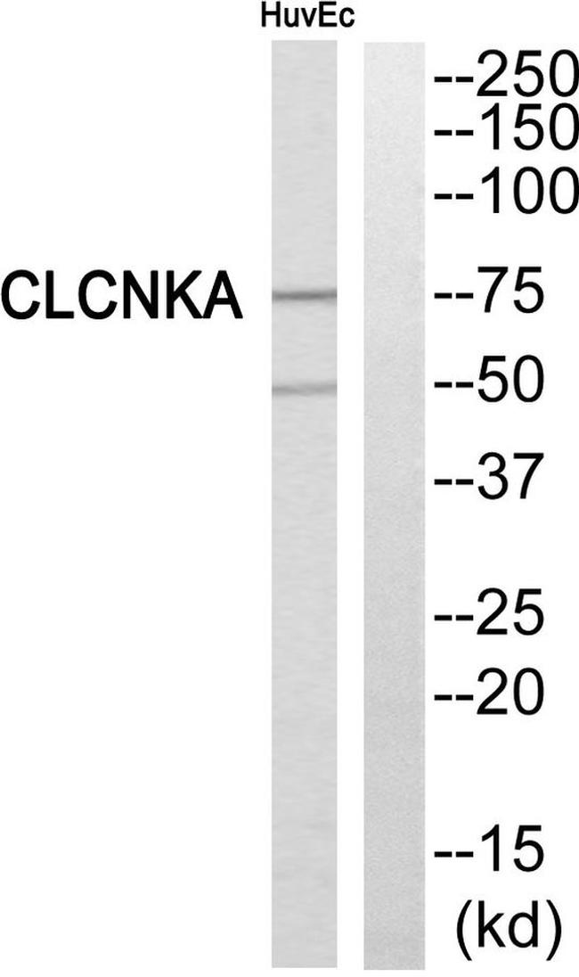 CLCNKA Antibody in Western Blot (WB)