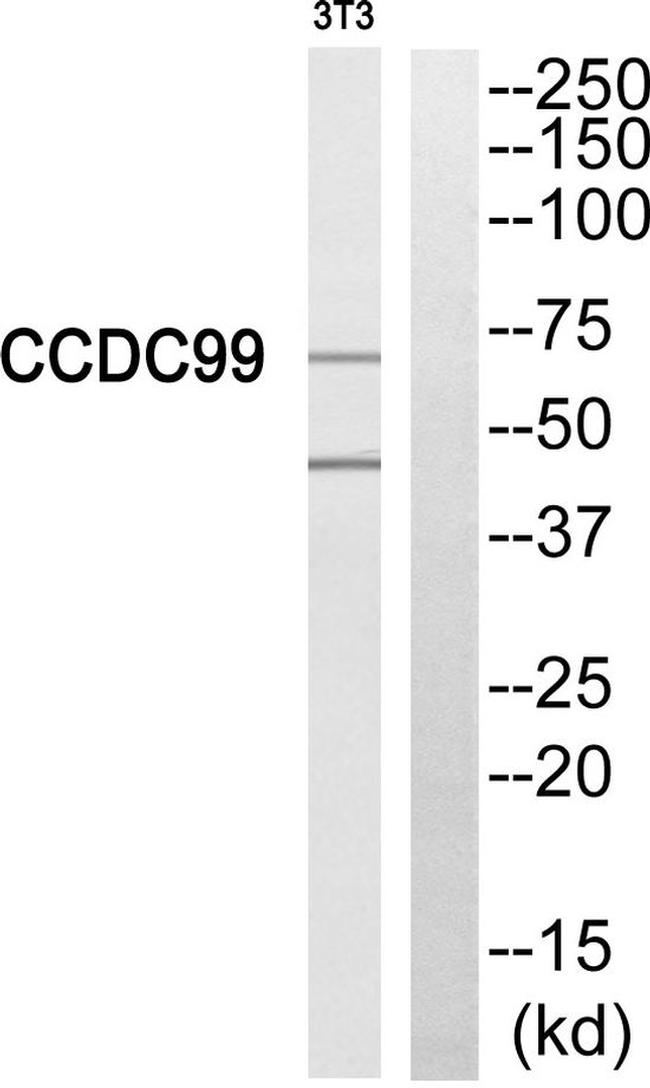 SPDL1 Antibody in Western Blot (WB)