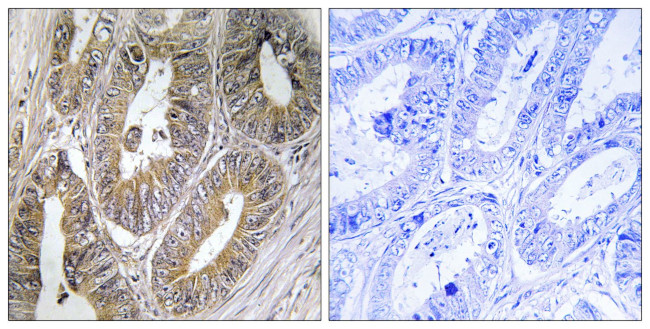 Cystatin 2 Antibody in Immunohistochemistry (Paraffin) (IHC (P))