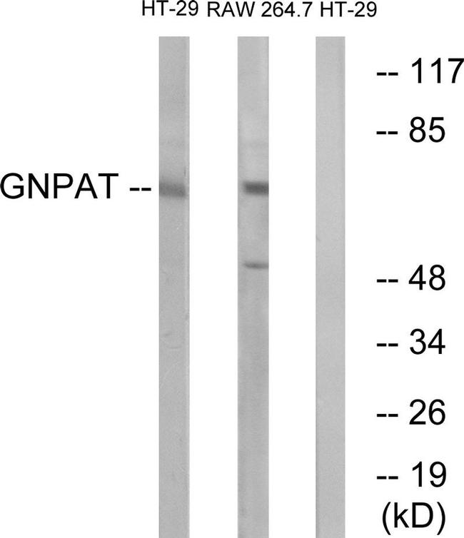 GNPAT Antibody in Western Blot (WB)