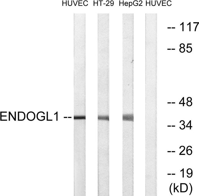 ENDOGL1 Antibody in Western Blot (WB)