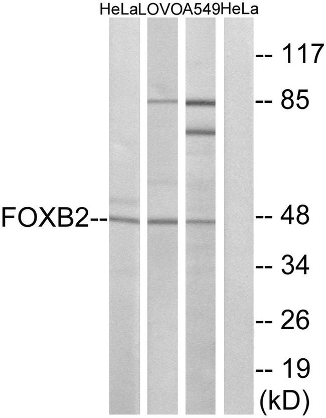 FOXB2 Antibody in Western Blot (WB)