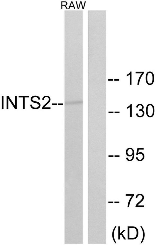 INTS2 Antibody in Western Blot (WB)