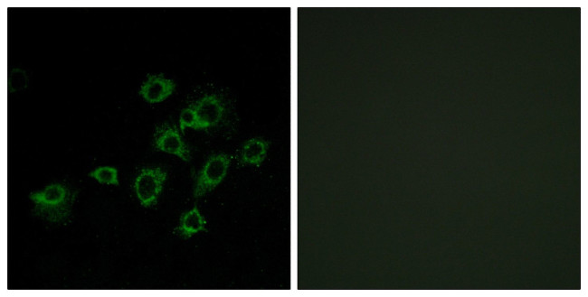 LILRA1 Antibody in Immunocytochemistry (ICC/IF)