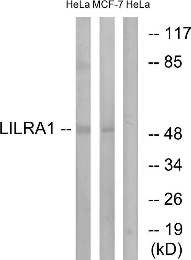 LILRA1 Antibody in Western Blot (WB)