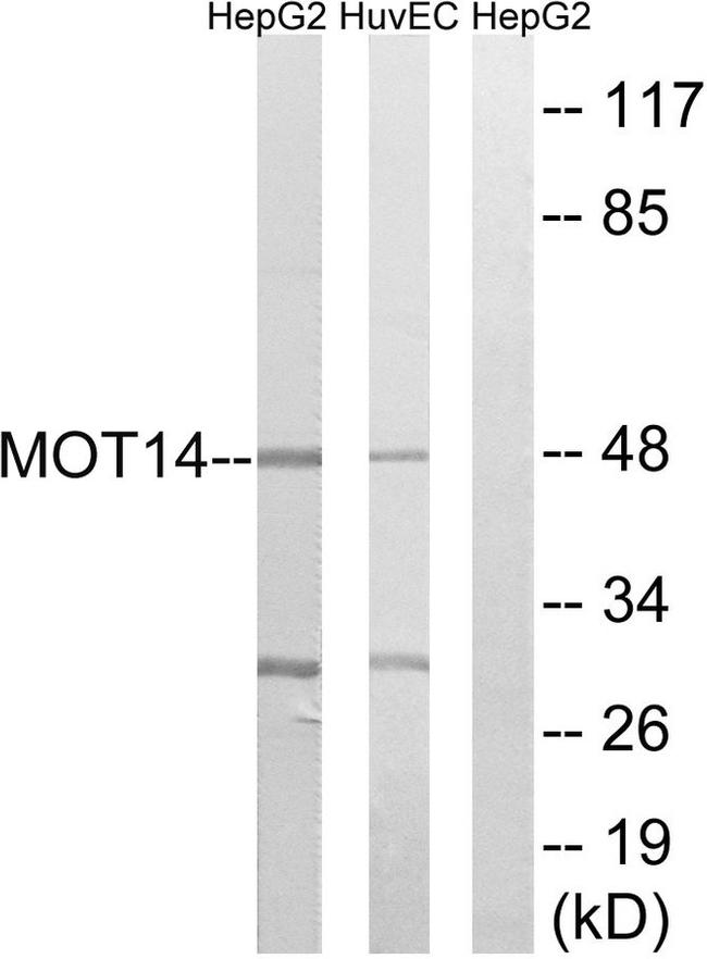 SLC16A14 Antibody in Western Blot (WB)