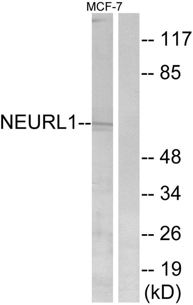 NEURL1 Antibody in Western Blot (WB)