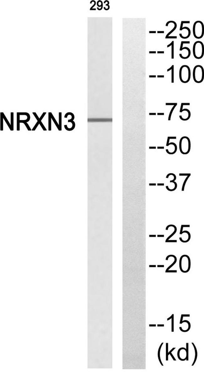 NRXN3 Antibody in Western Blot (WB)