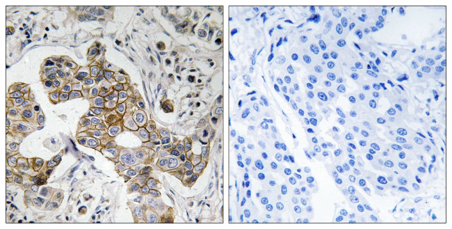 KCNK15 Antibody in Immunohistochemistry (Paraffin) (IHC (P))