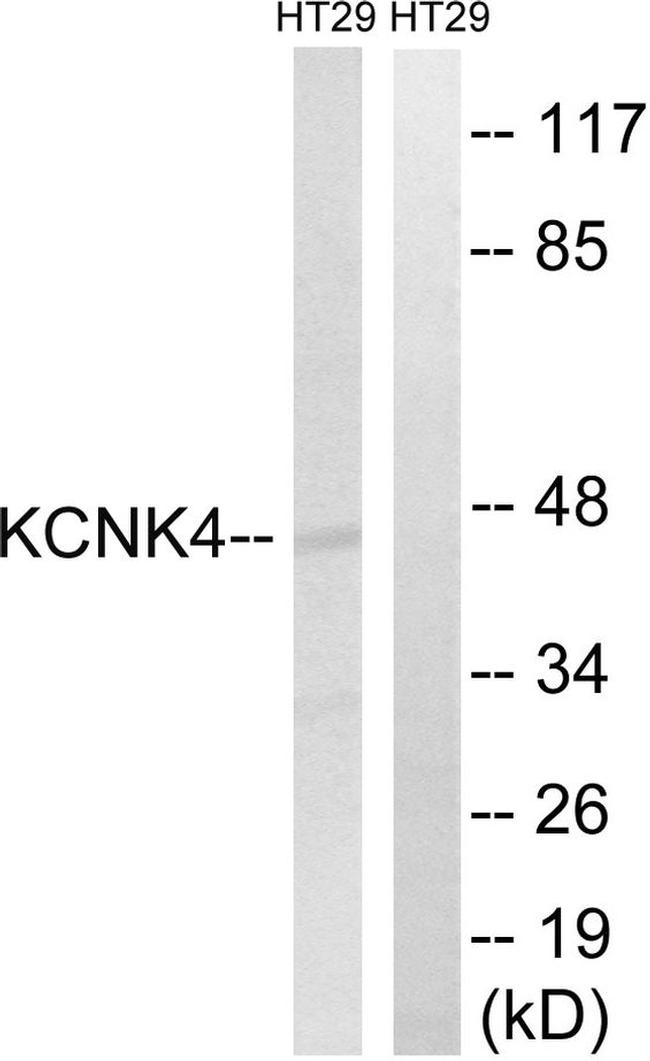 KCNK4 Antibody in Western Blot (WB)