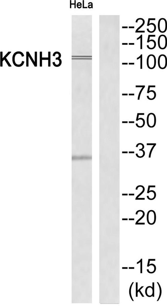 KCNH3 Antibody in Western Blot (WB)