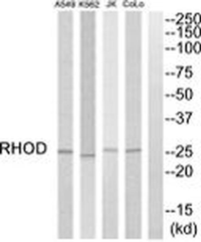 RhoD Antibody in Western Blot (WB)