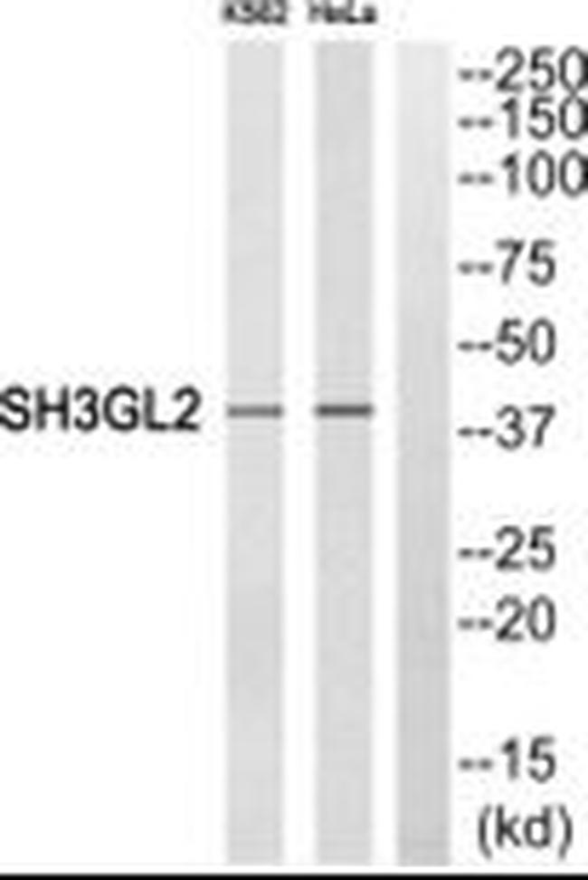 SH3GL2 Antibody in Western Blot (WB)