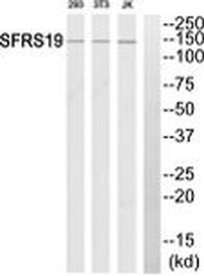 SFRS19 Antibody in Western Blot (WB)