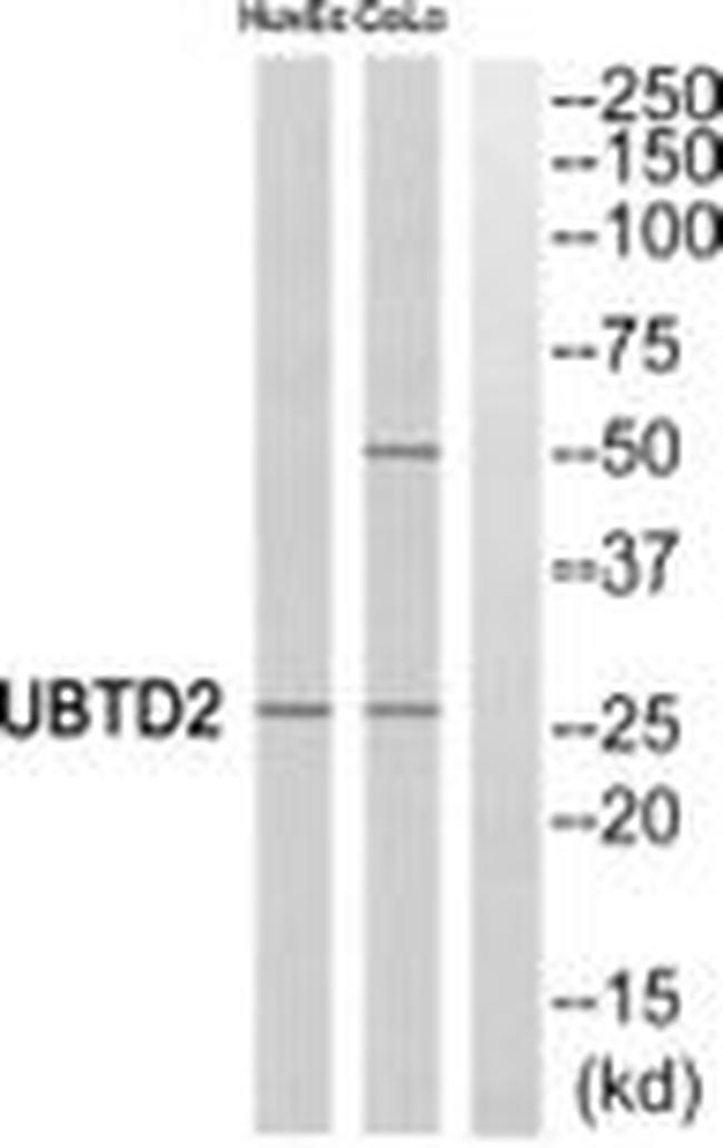 UBTD2 Antibody in Western Blot (WB)