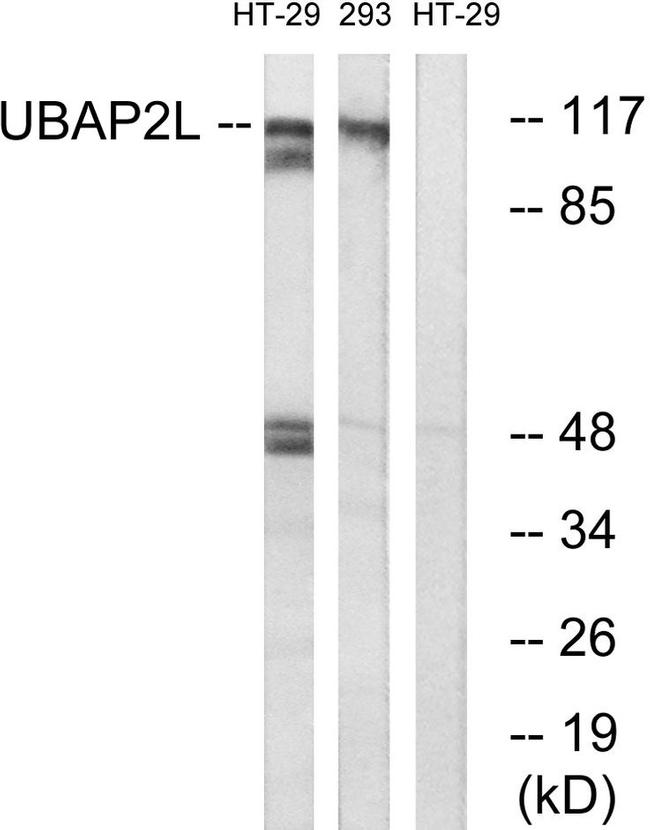 UBAP2L Antibody in Western Blot (WB)