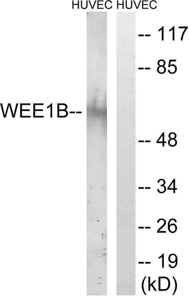 WEE2 Antibody in Western Blot (WB)