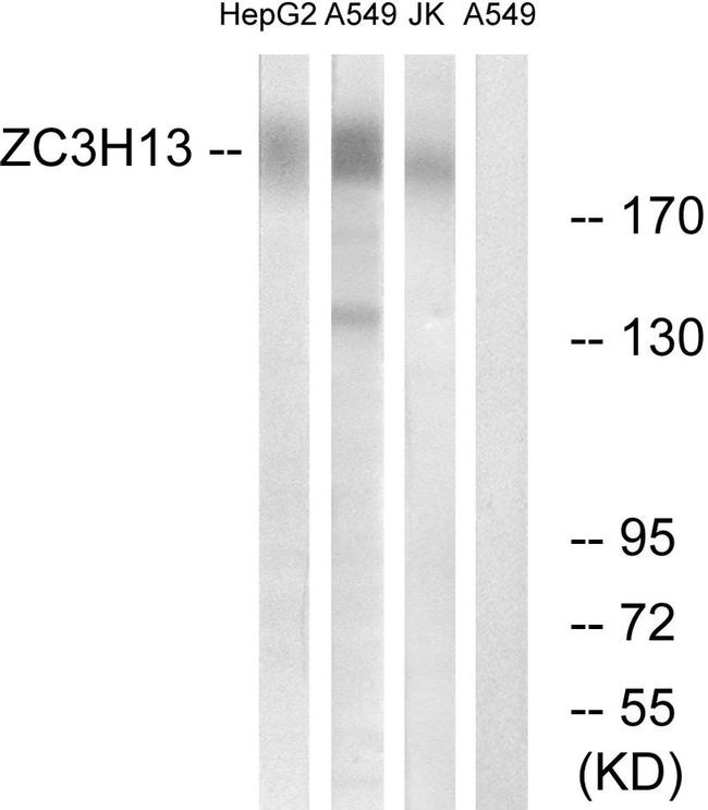 ZC3H13 Antibody in Western Blot (WB)