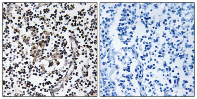 SLC30A4 Antibody in Immunohistochemistry (Paraffin) (IHC (P))