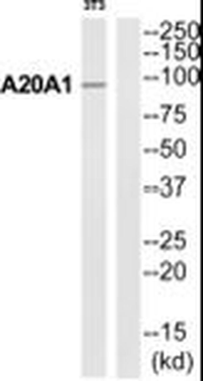 A20A1 Antibody in Western Blot (WB)