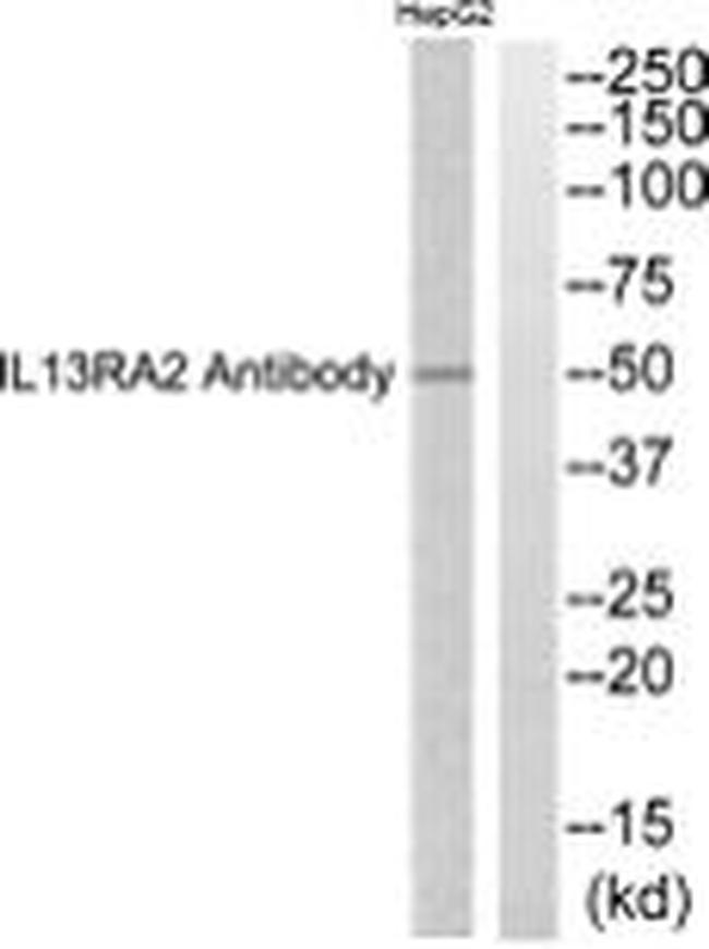 IL13RA2 Antibody in Western Blot (WB)