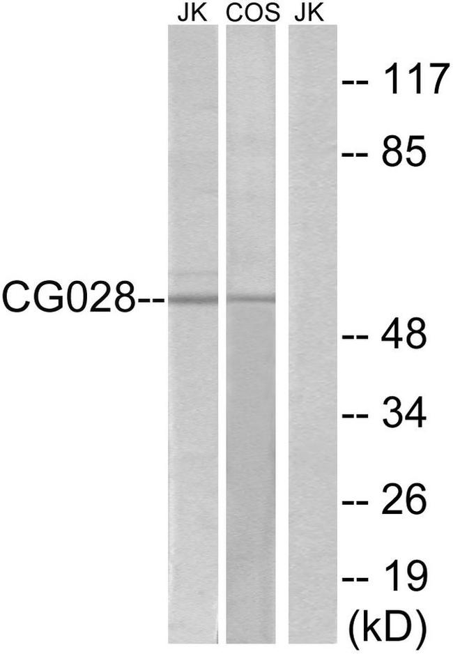 C7orf28A Antibody in Western Blot (WB)