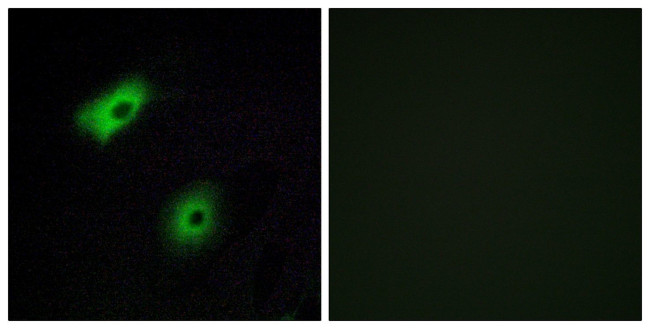 OR5A2 Antibody in Immunocytochemistry (ICC/IF)