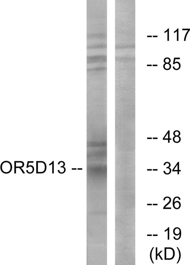 OR5D13 Antibody in Western Blot (WB)