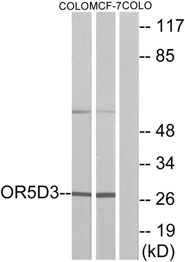 OR5D3 Antibody in Western Blot (WB)