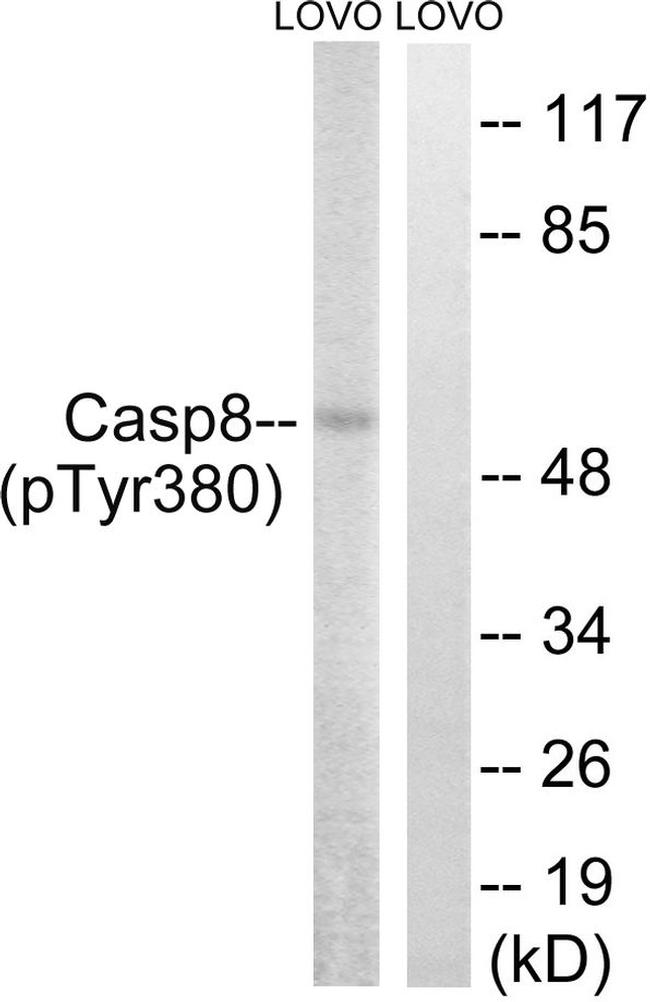 Phospho-Caspase 8 (Tyr380) Antibody in Western Blot (WB)