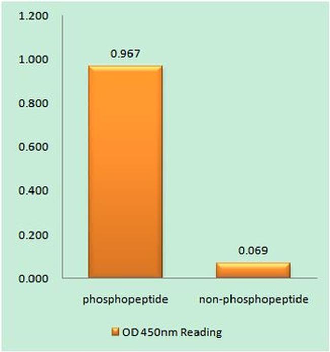 Phospho-ATR (Ser428) Antibody in peptide-ELISA (pep-ELISA)