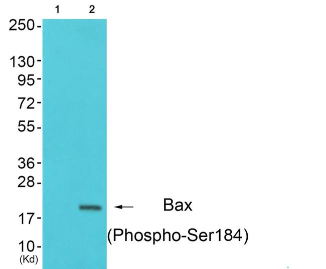 Phospho-Bax (Ser184) Antibody in Western Blot (WB)