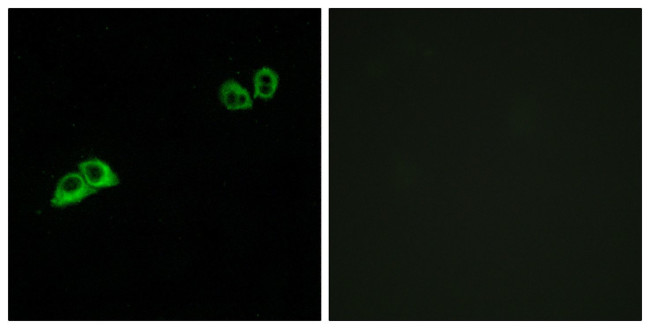 OR2AT4 Antibody in Immunocytochemistry (ICC/IF)